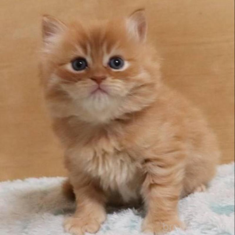 販売中の群馬県のサイベリアン-140125の8枚目