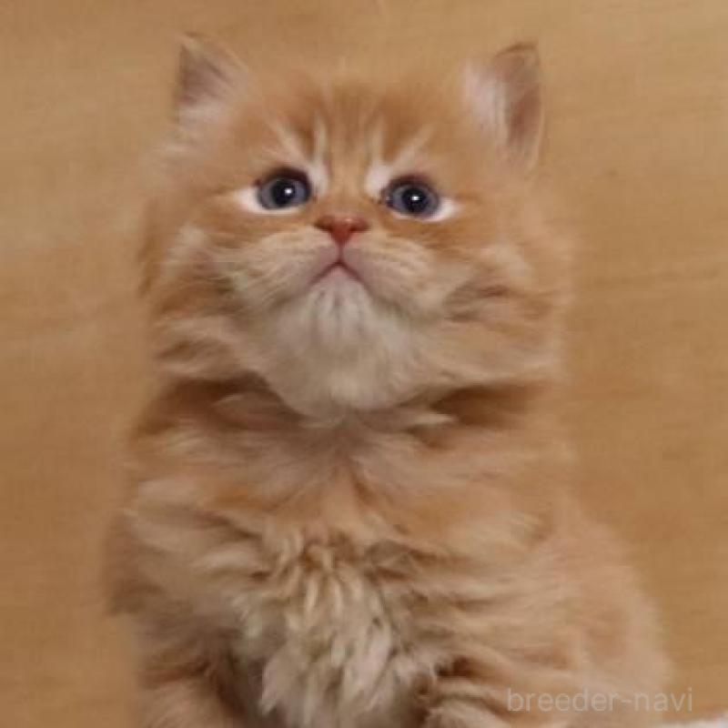 販売中の群馬県のサイベリアン-140125の7枚目