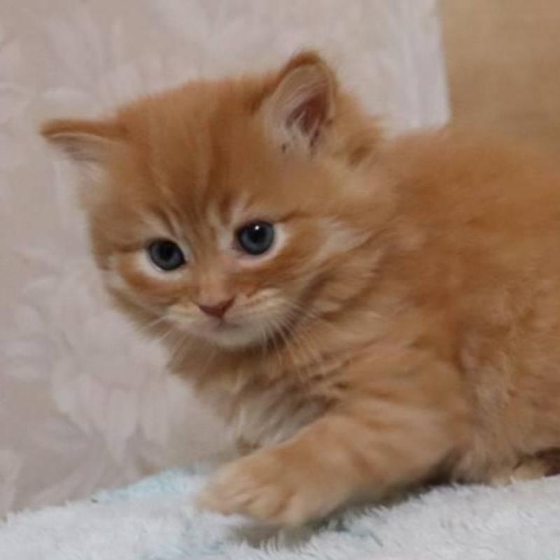 販売中の群馬県のサイベリアン-140125の6枚目