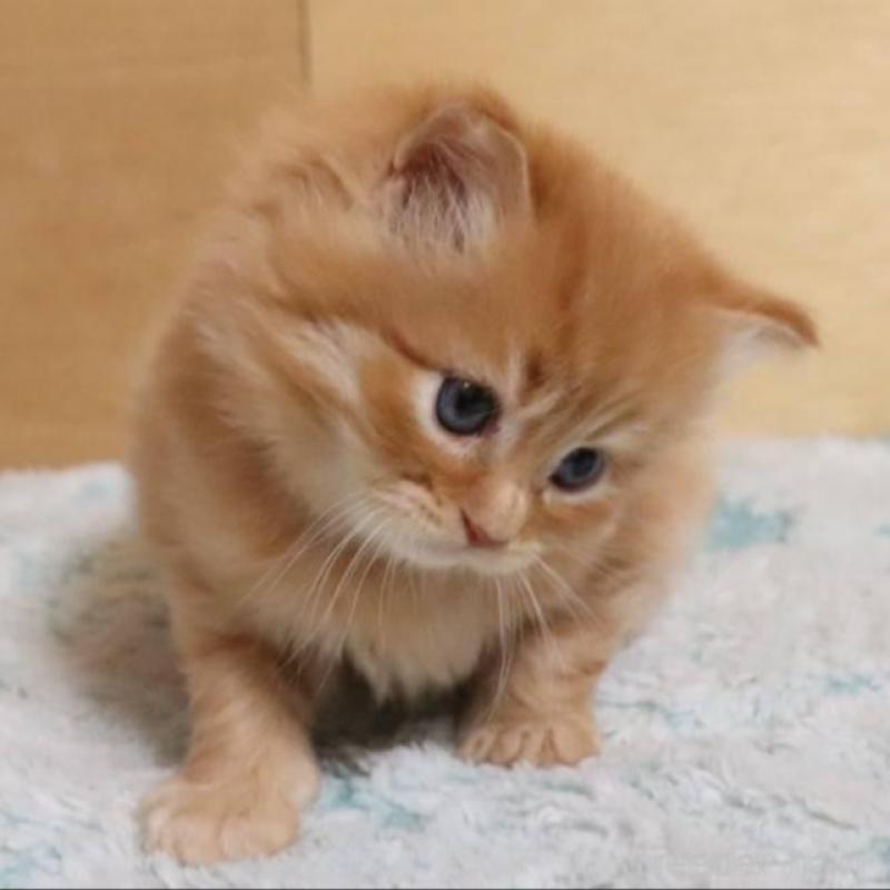 販売中の群馬県のサイベリアン-140125の5枚目