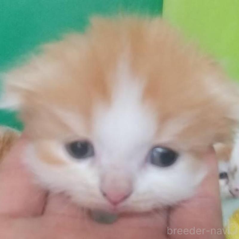 販売中の愛知県のスコティッシュフォールド(折れ耳)-140124の1枚目