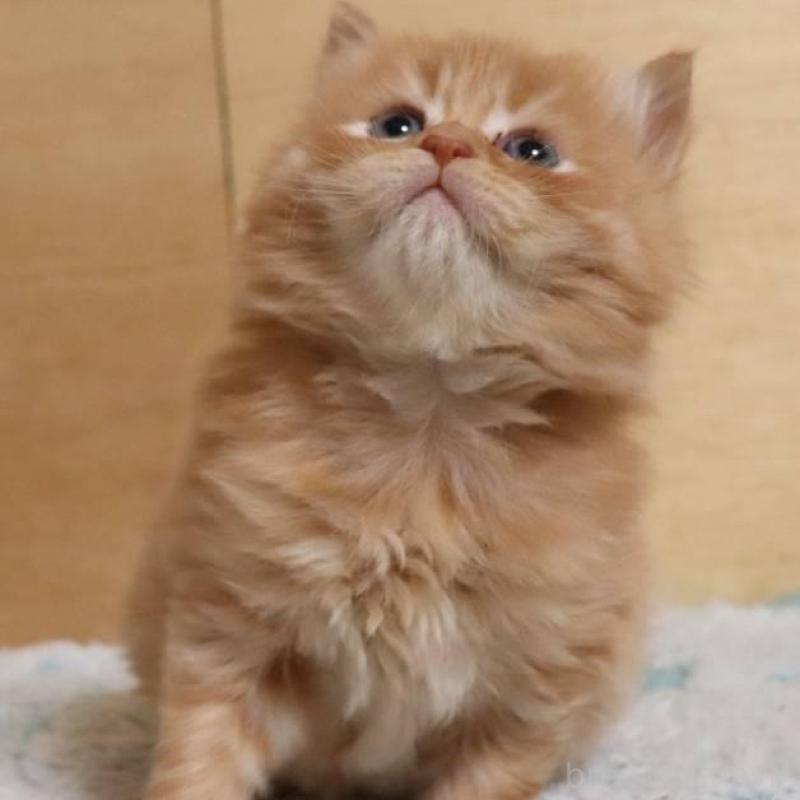 販売中の群馬県のサイベリアン-140125の4枚目