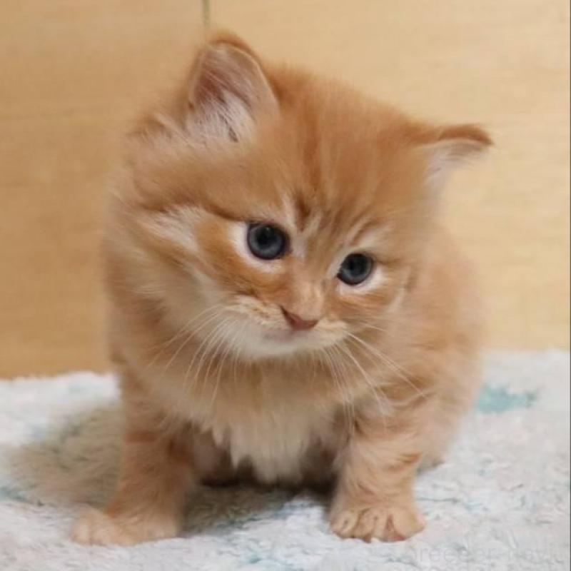 販売中の群馬県のサイベリアン-140125の3枚目