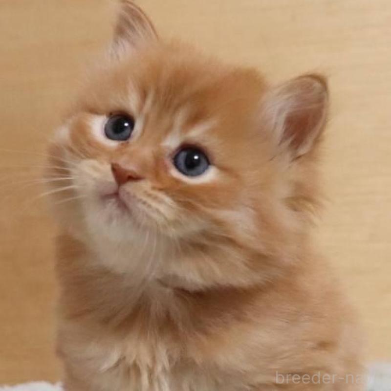 販売中の群馬県のサイベリアン-140125