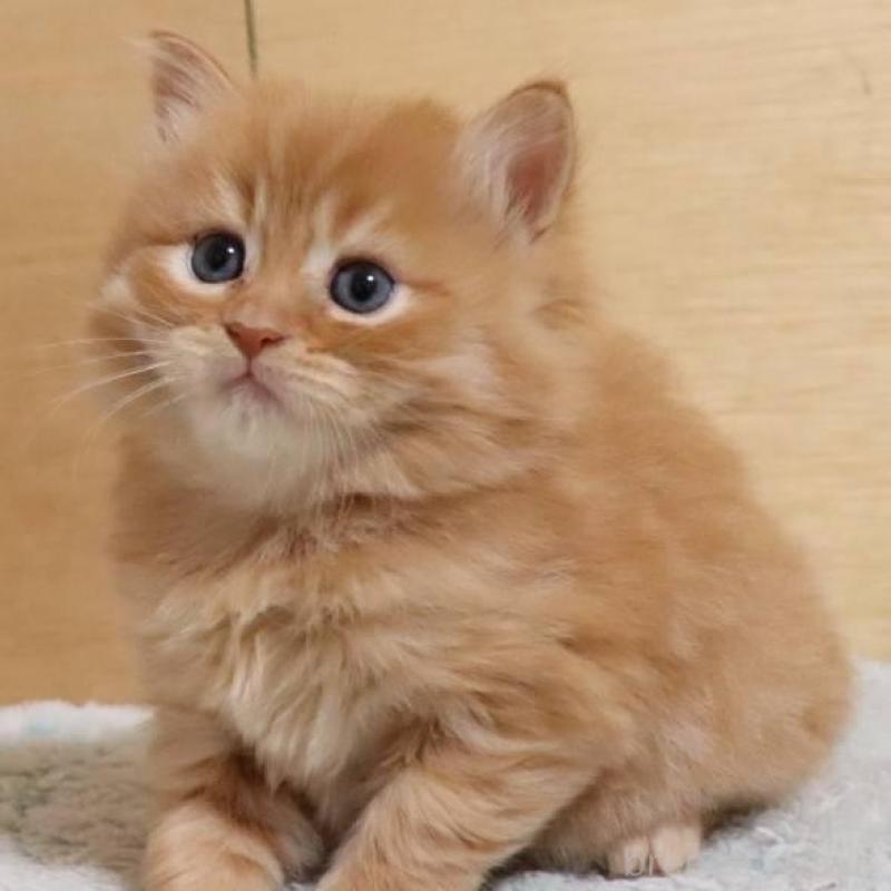 販売中の群馬県のサイベリアン-140125の2枚目