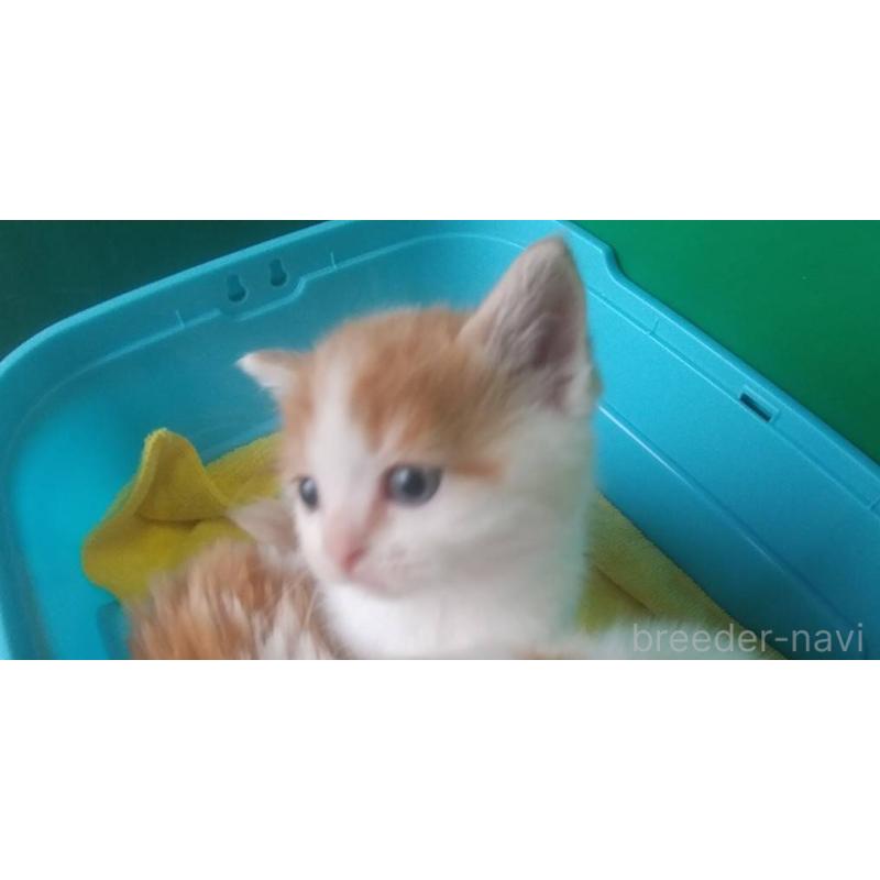 販売中の愛知県のスコティッシュフォールド-140126の3枚目