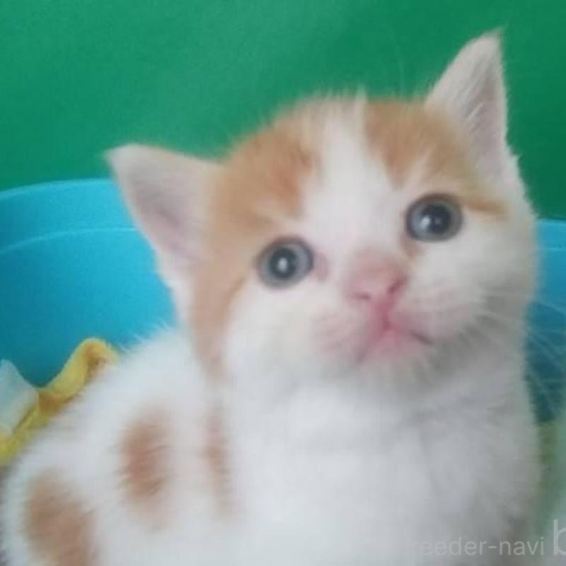 販売中の愛知県のスコティッシュフォールド-140126の1枚目