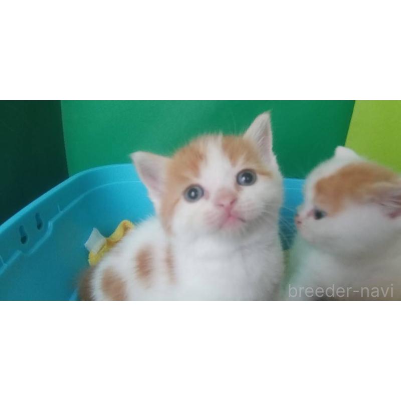 販売中の愛知県のスコティッシュフォールド-140126の2枚目