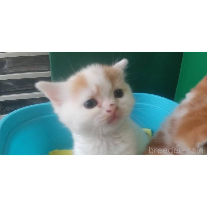 販売中の愛知県のスコティッシュフォールド-140127の5枚目