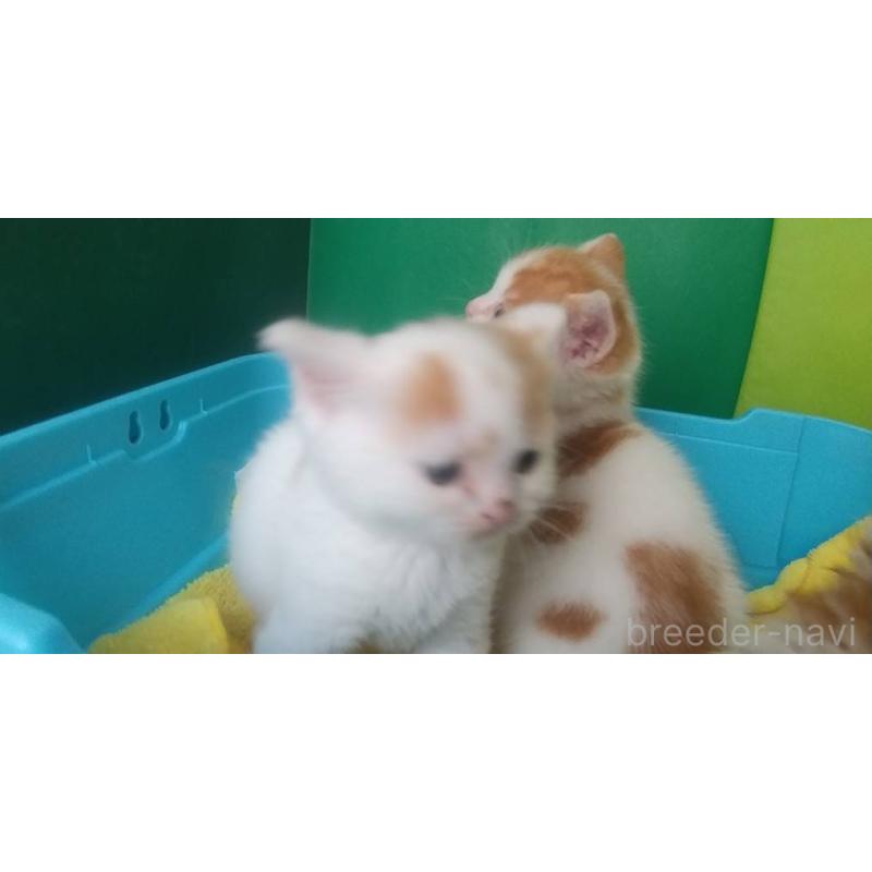 販売中の愛知県のスコティッシュフォールド-140127の4枚目