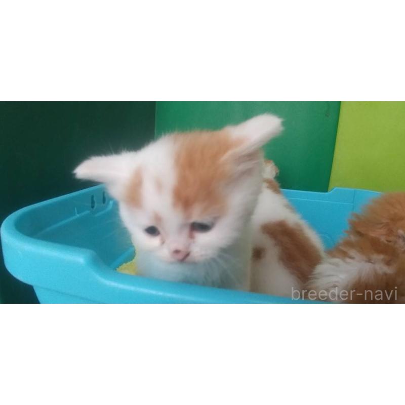 販売中の愛知県のスコティッシュフォールド-140127の3枚目