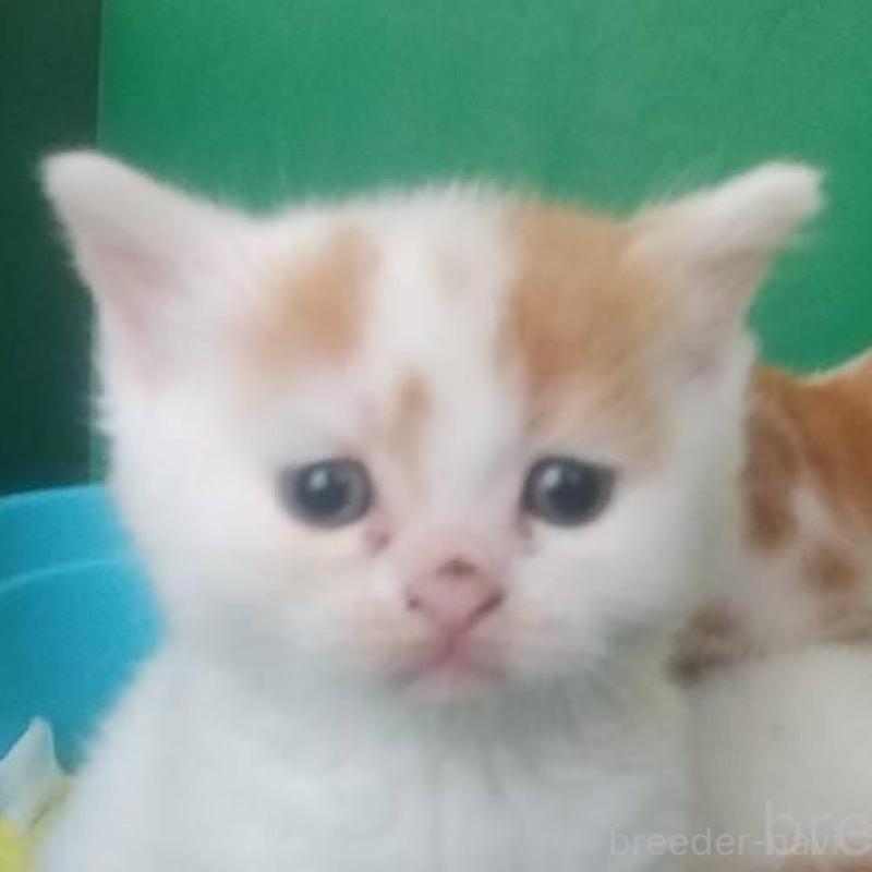 販売中の愛知県のスコティッシュフォールド-140127