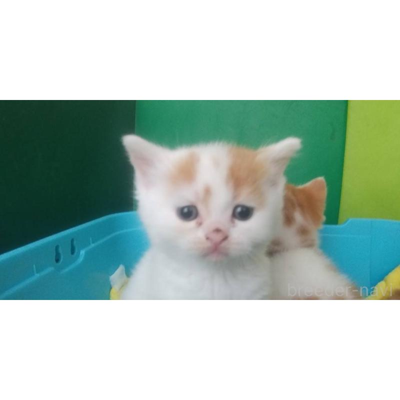 販売中の愛知県のスコティッシュフォールド-140127の2枚目