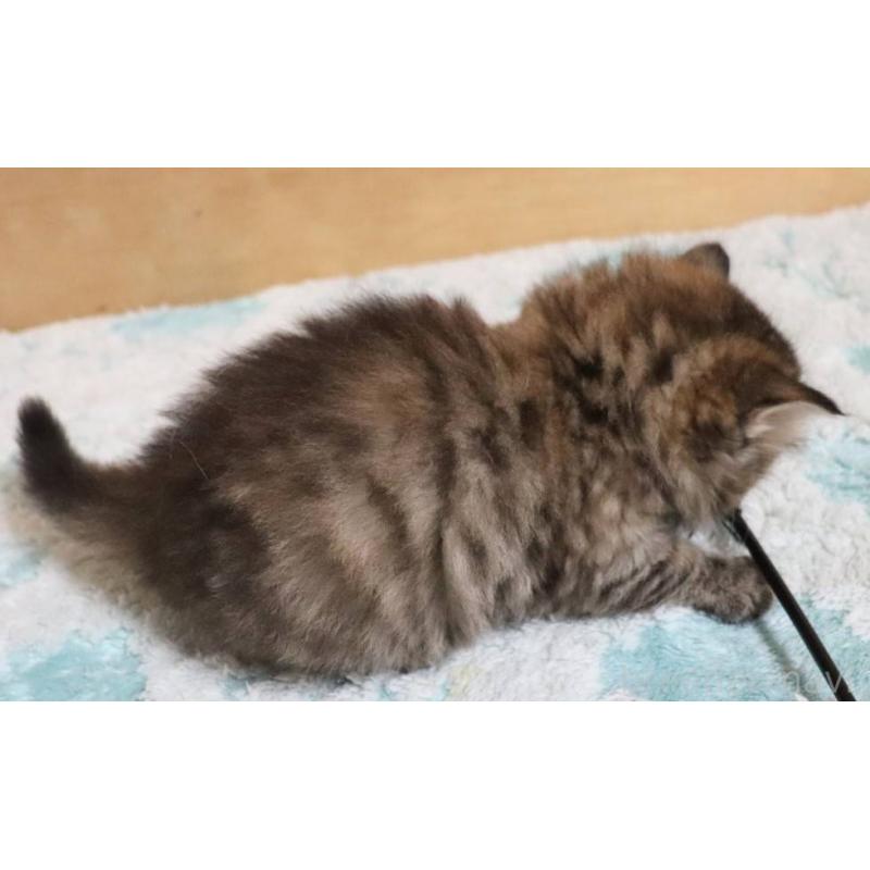 販売中の群馬県のサイベリアン-140130の15枚目