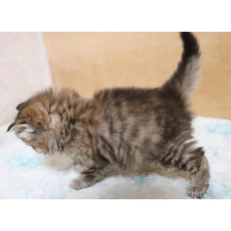 販売中の群馬県のサイベリアン-140130の14枚目