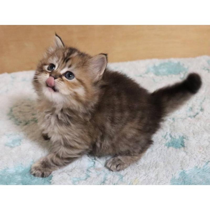 販売中の群馬県のサイベリアン-140130の13枚目