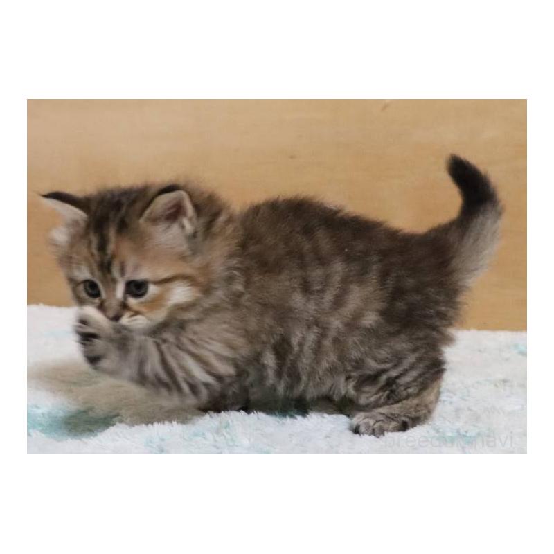 販売中の群馬県のサイベリアン-140130の12枚目