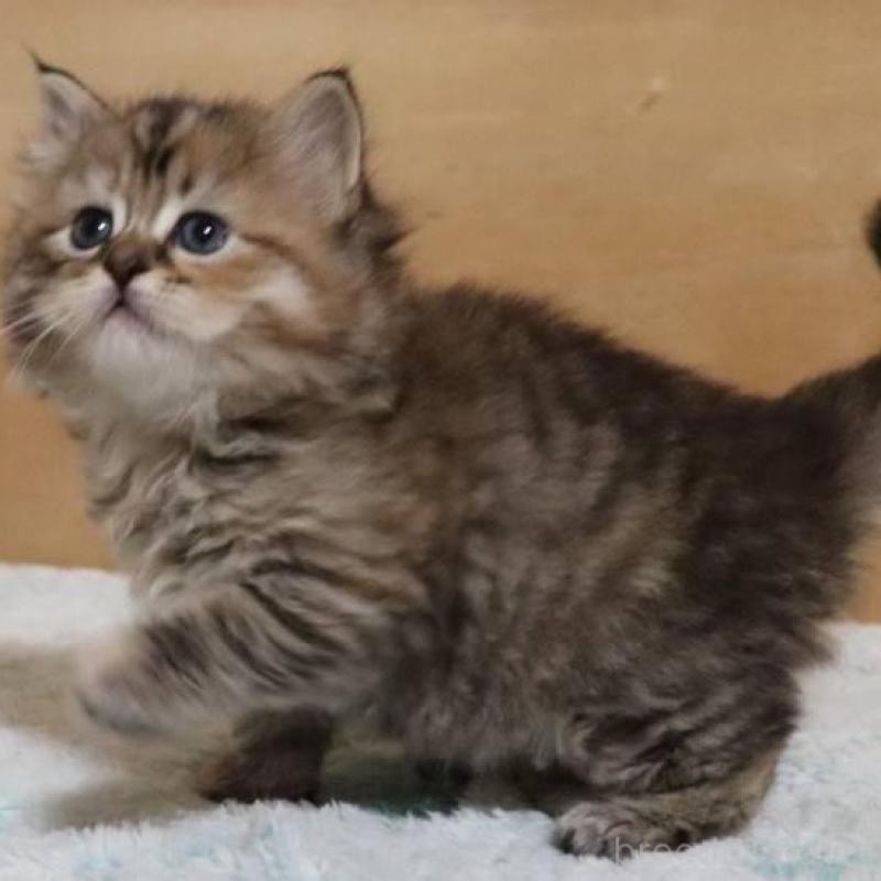 販売中の群馬県のサイベリアン-140130の11枚目