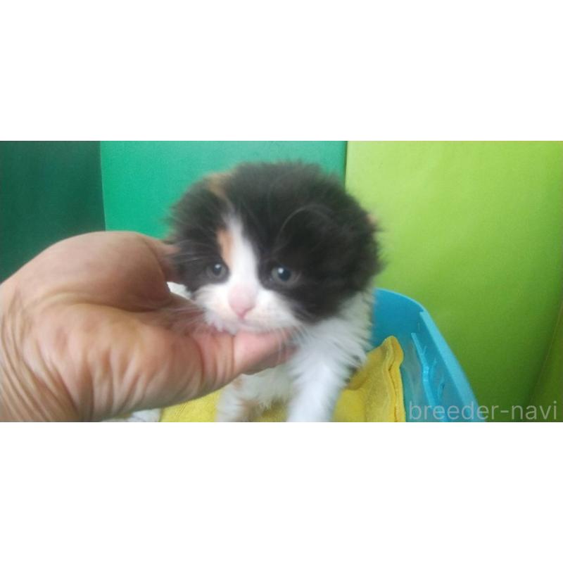 販売中の愛知県のスコティッシュフォールド(折れ耳)-140129の4枚目