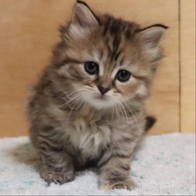 販売中の群馬県のサイベリアン-140130