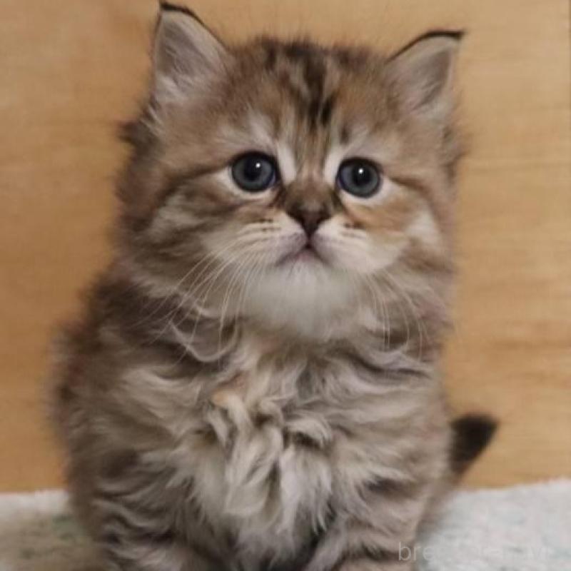 販売中の群馬県のサイベリアン-140130の10枚目