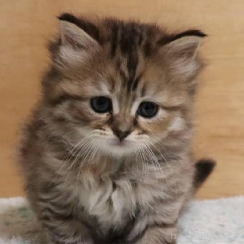 販売中の群馬県のサイベリアン-140130の9枚目