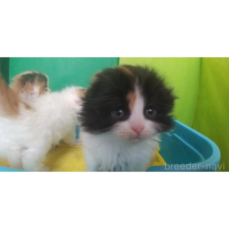 販売中の愛知県のスコティッシュフォールド(折れ耳)-140129の2枚目