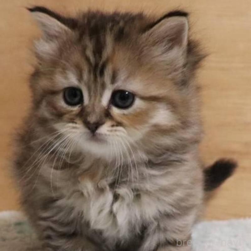 販売中の群馬県のサイベリアン-140130の8枚目