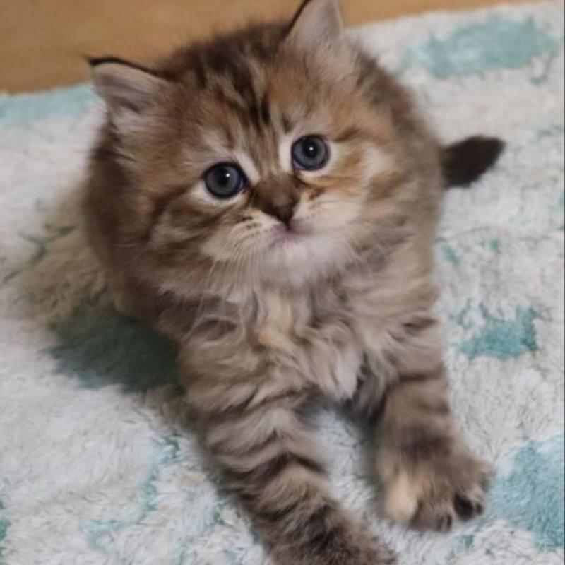 販売中の群馬県のサイベリアン-140130の7枚目