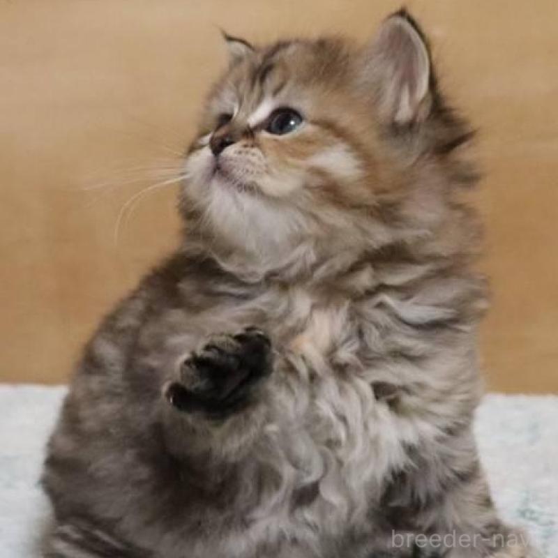 販売中の群馬県のサイベリアン-140130の6枚目