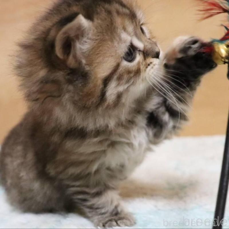 販売中の群馬県のサイベリアン-140130の5枚目