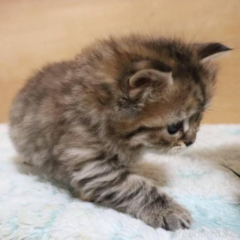 販売中の群馬県のサイベリアン-140130の4枚目