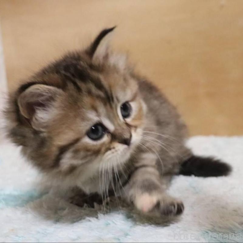 販売中の群馬県のサイベリアン-140130の3枚目