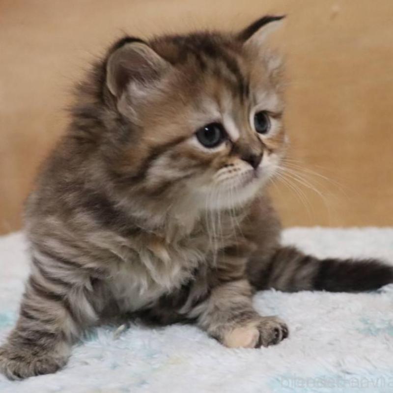 販売中の群馬県のサイベリアン-140130の2枚目