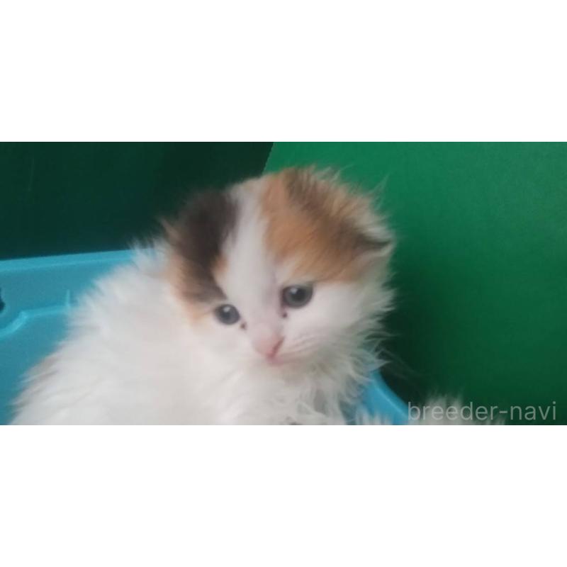 販売中の愛知県のスコティッシュフォールド(折れ耳)-140131の3枚目