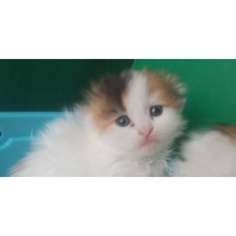 販売中の愛知県のスコティッシュフォールド(折れ耳)-140131の4枚目