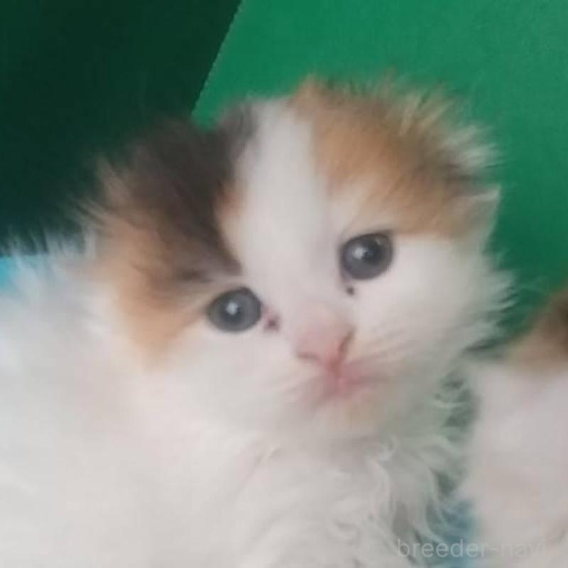 販売中の愛知県のスコティッシュフォールド(折れ耳)-140131