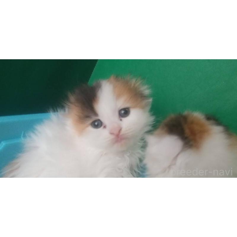 販売中の愛知県のスコティッシュフォールド(折れ耳)-140131の2枚目