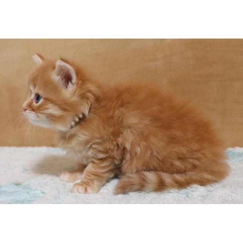 販売中の群馬県のサイベリアン-140132の11枚目