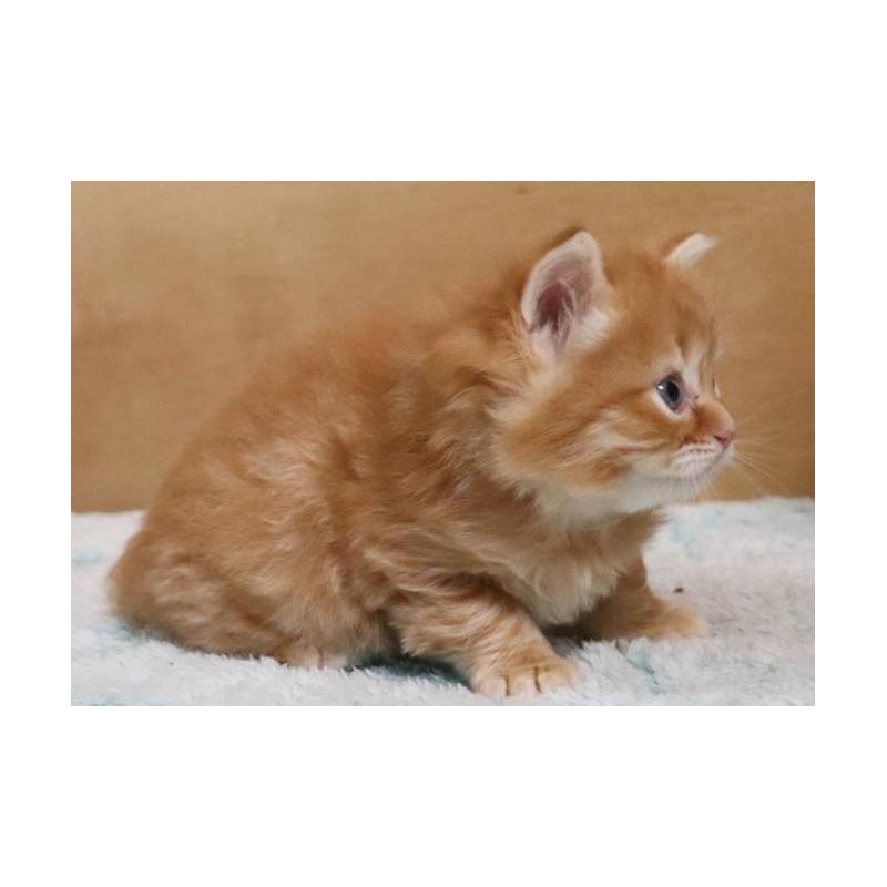 販売中の群馬県のサイベリアン-140132の10枚目