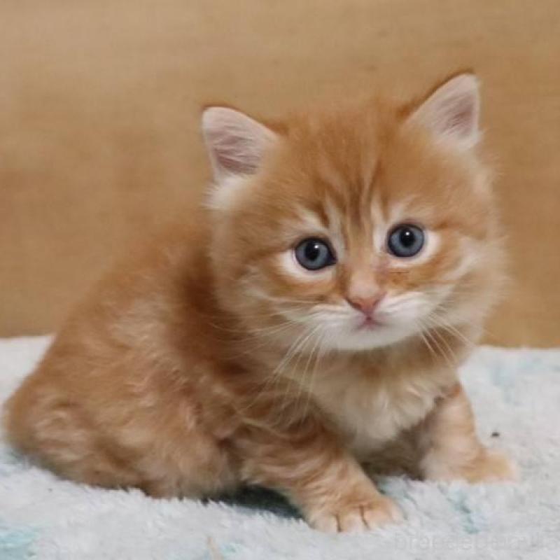 販売中の群馬県のサイベリアン-140132の9枚目