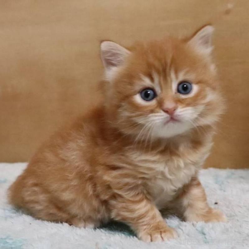 販売中の群馬県のサイベリアン-140132の8枚目