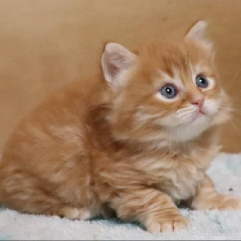 販売中の群馬県のサイベリアン-140132の7枚目