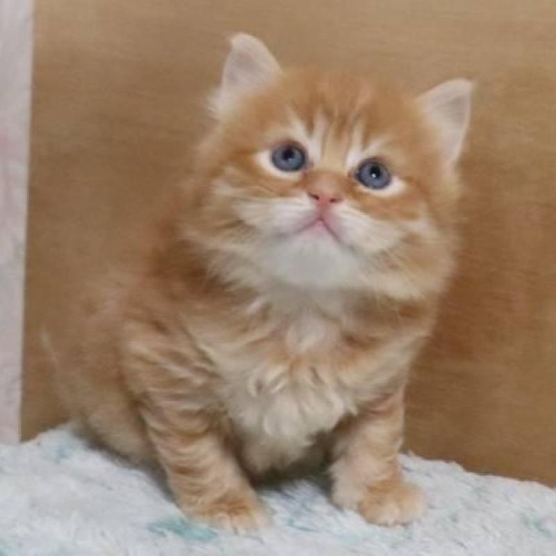 販売中の群馬県のサイベリアン-140132の6枚目