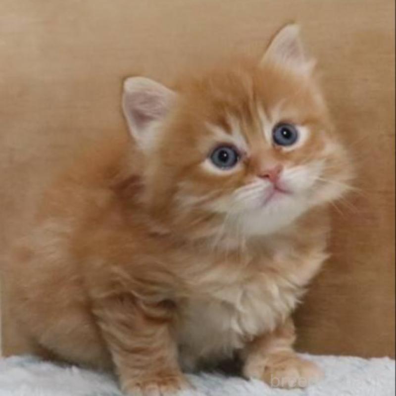 販売中の群馬県のサイベリアン-140132の5枚目