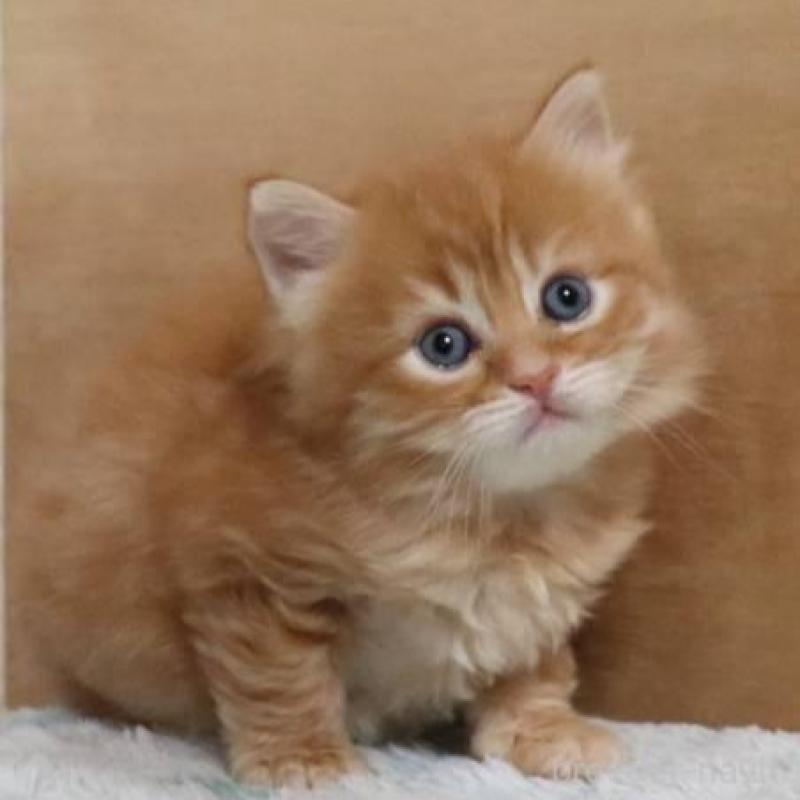 販売中の群馬県のサイベリアン-140132の4枚目