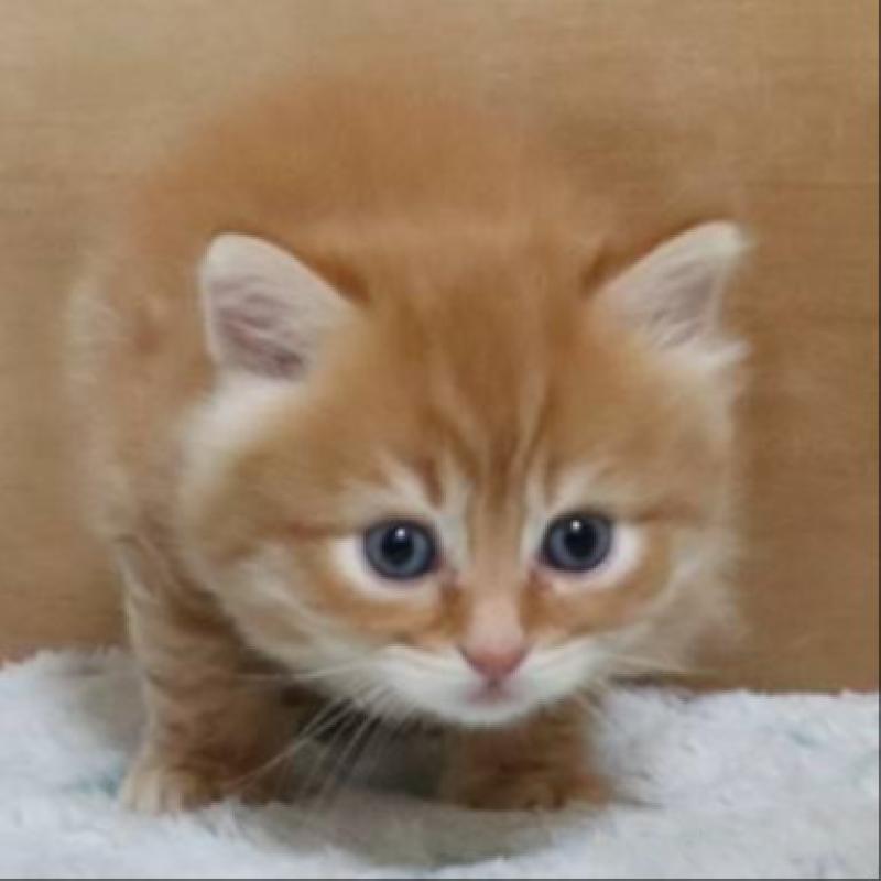 販売中の群馬県のサイベリアン-140132の3枚目