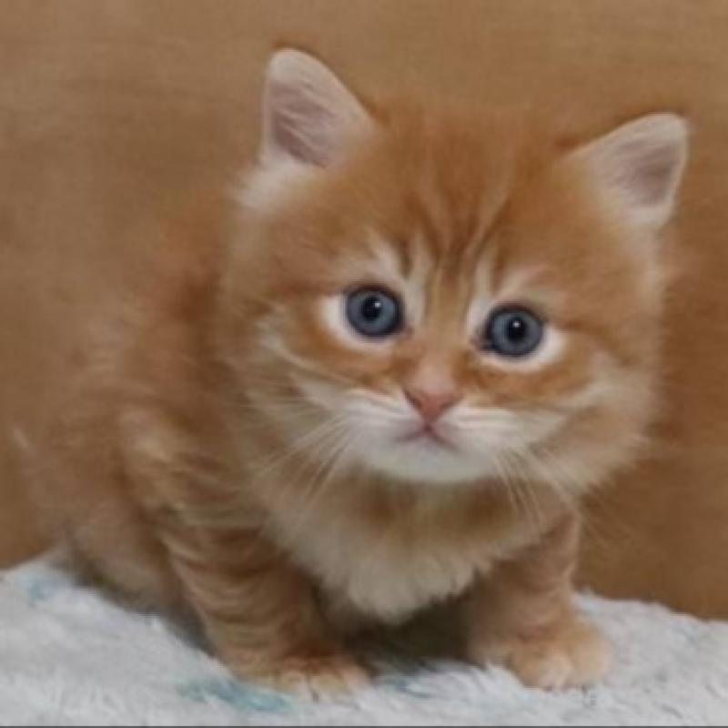 販売中の群馬県のサイベリアン-140132の1枚目