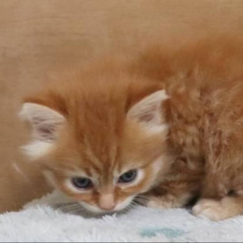 販売中の群馬県のサイベリアン-140132の2枚目