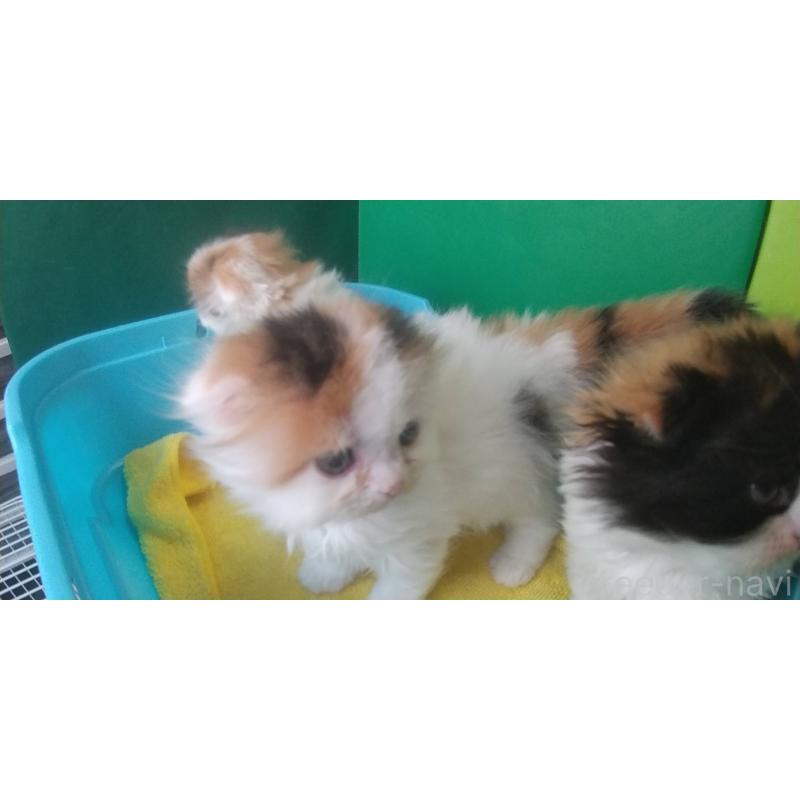 販売中の愛知県のスコティッシュフォールド(折れ耳)-140133の3枚目